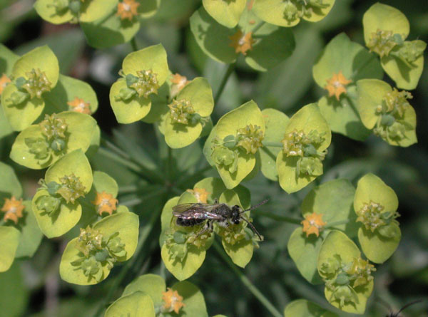 Cypress Spurge