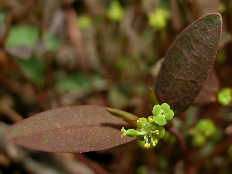 Variable-leaf Spurge