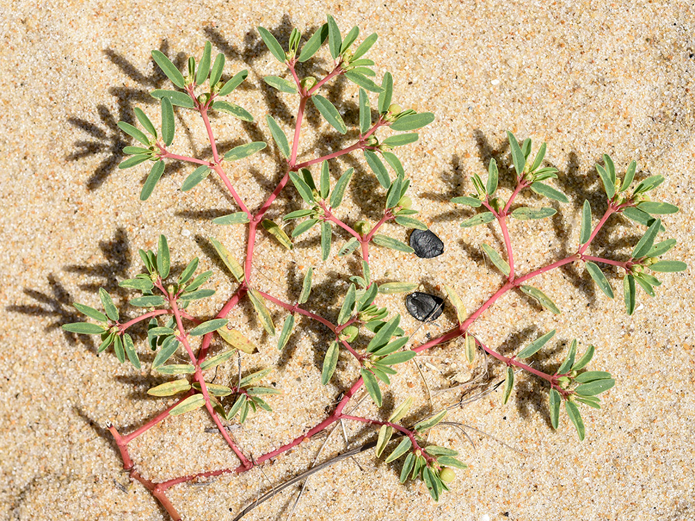 Euphorbia polygonifolia