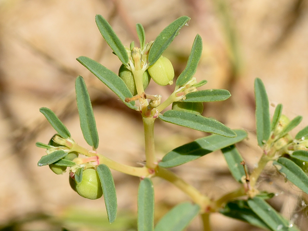 Euphorbia polygonifolia