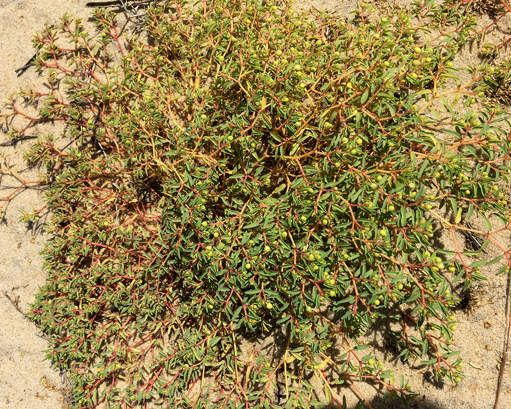 Seaside Spurge