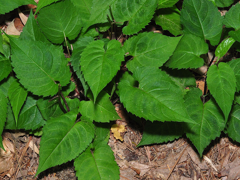 White Wood Aster