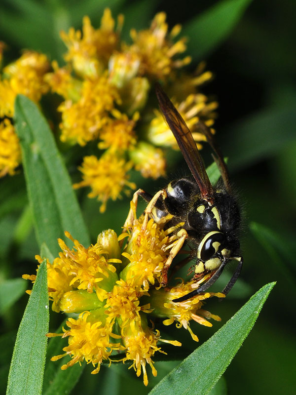 Euthamia graminifolia var. graminifolia