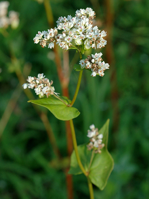 Buckwheat