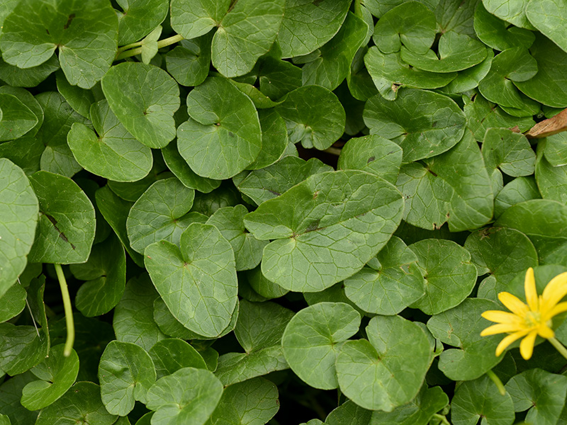 Lesser Celandine