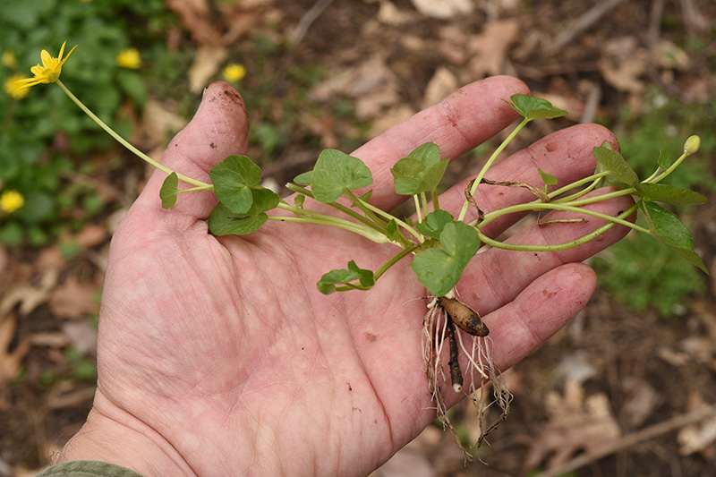 Lesser Celandine