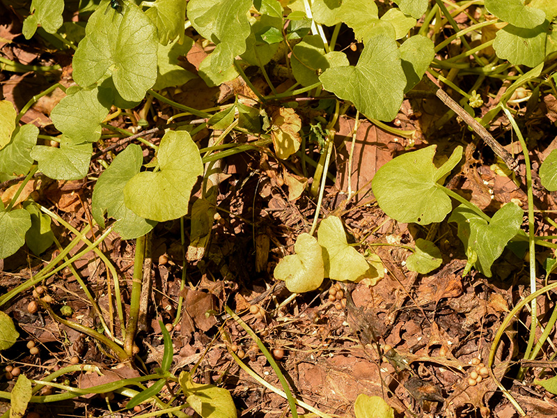 Lesser Celandine