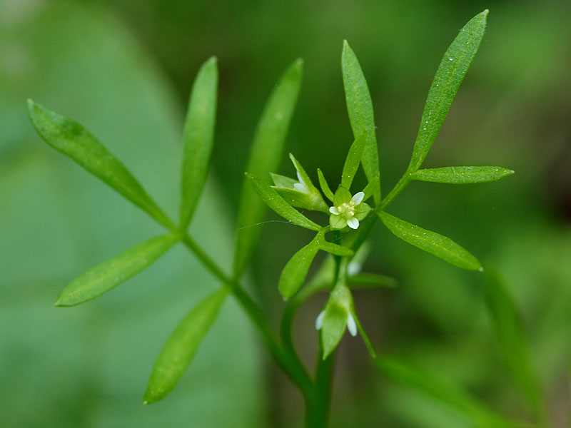 False Mermaidweed