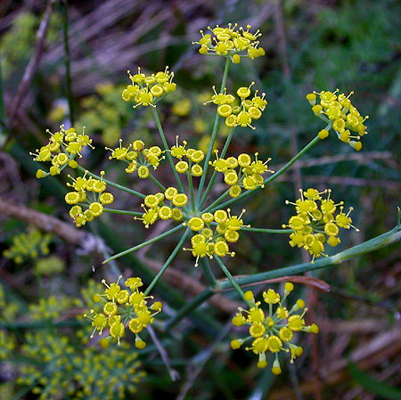 Foeniculum vulgare