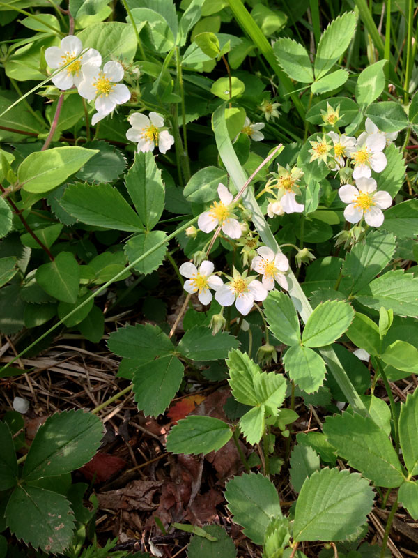 <i>Fragaria virginiana</i>