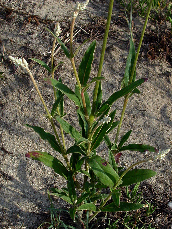 Florida Cottonweed