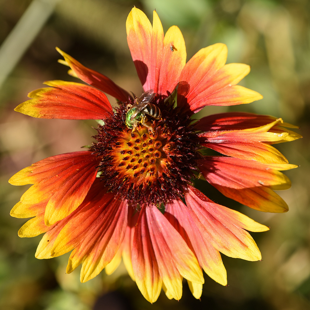 Gaillardia pulchella var. pulchella