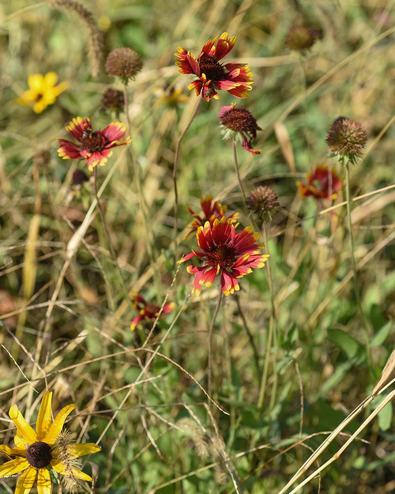 Fire-wheel Blanket-flower