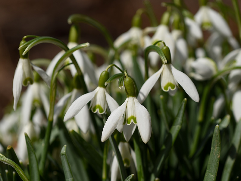 Snowdrops