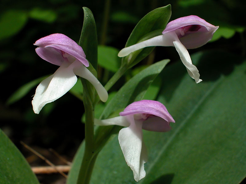 Showy Orchis