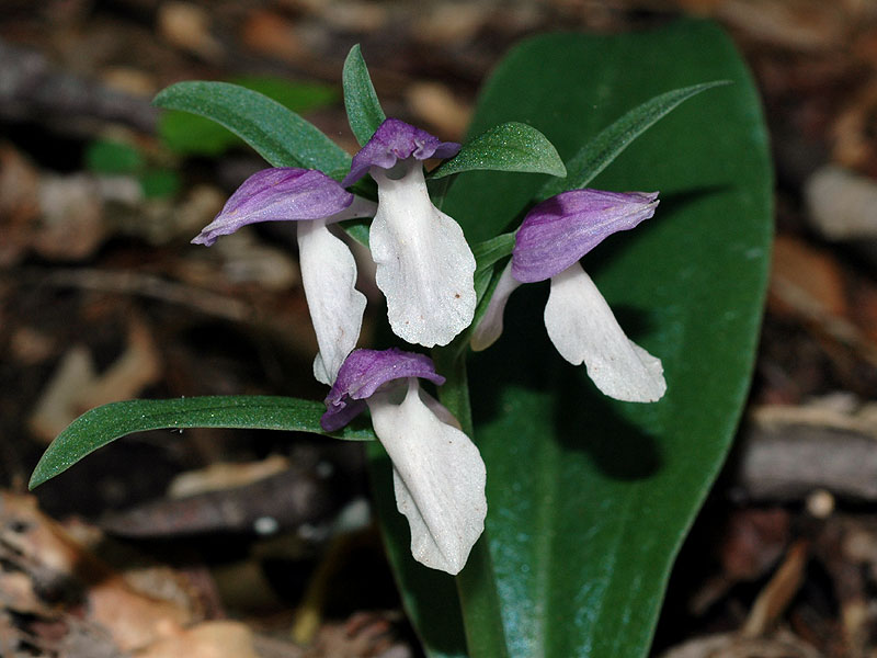 Showy Orchis