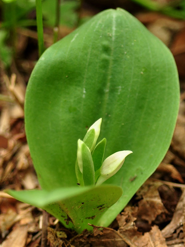 Showy Orchis