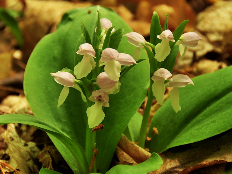 Showy Orchis