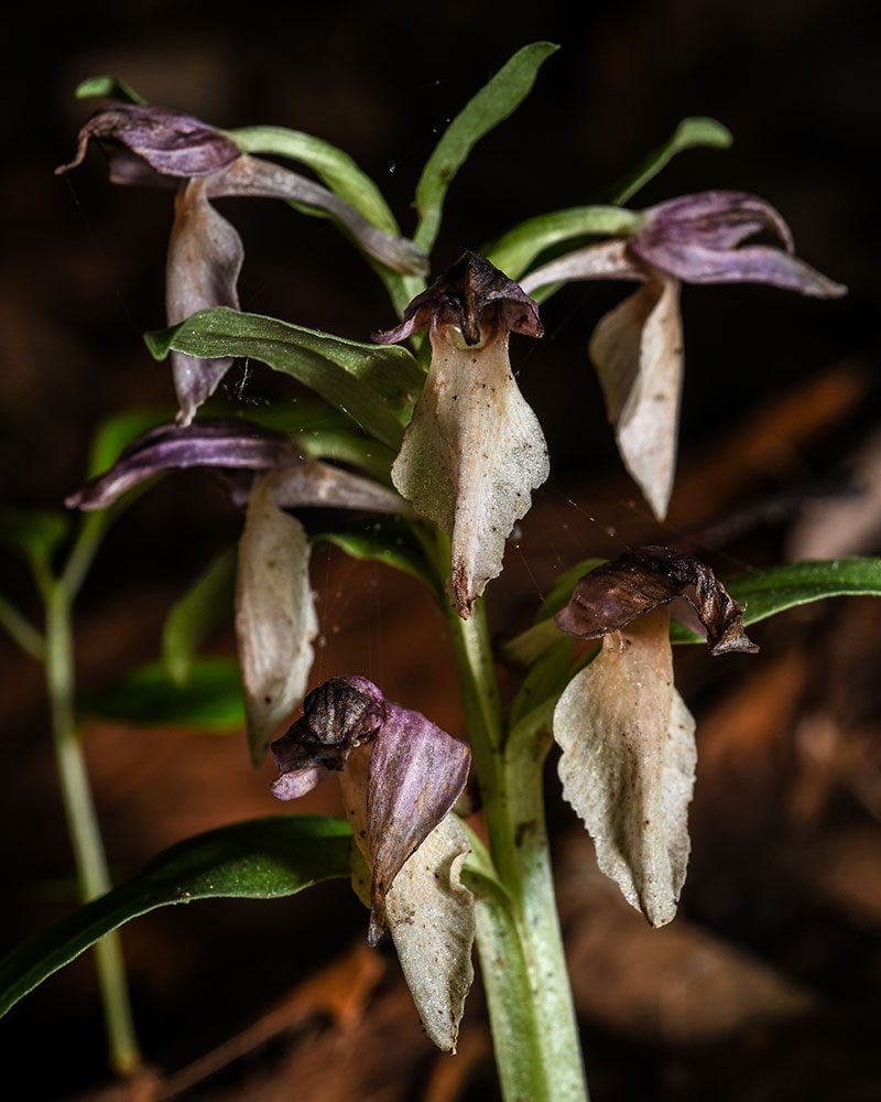 Galearis spectabilis