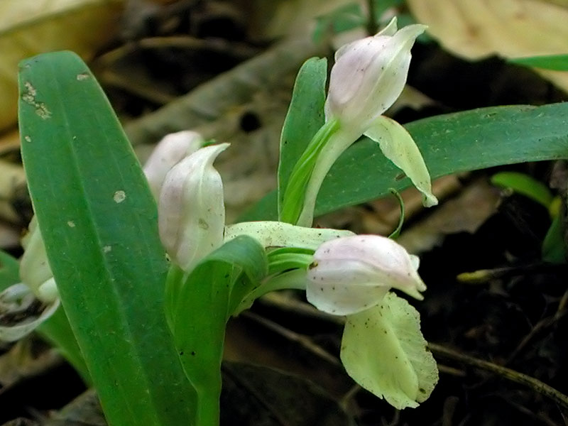 Showy Orchis