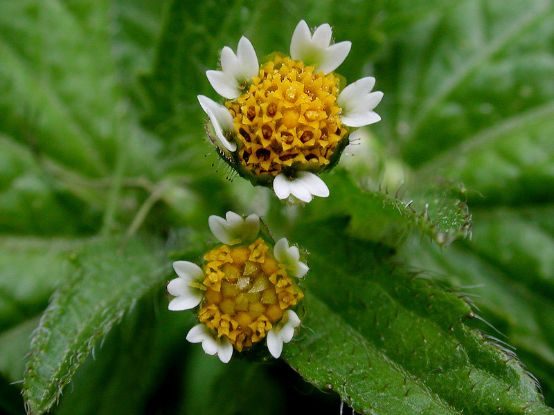 Galinsoga quadriradiata