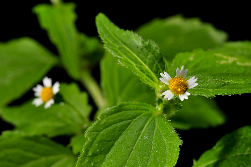 Fringed Quickweed