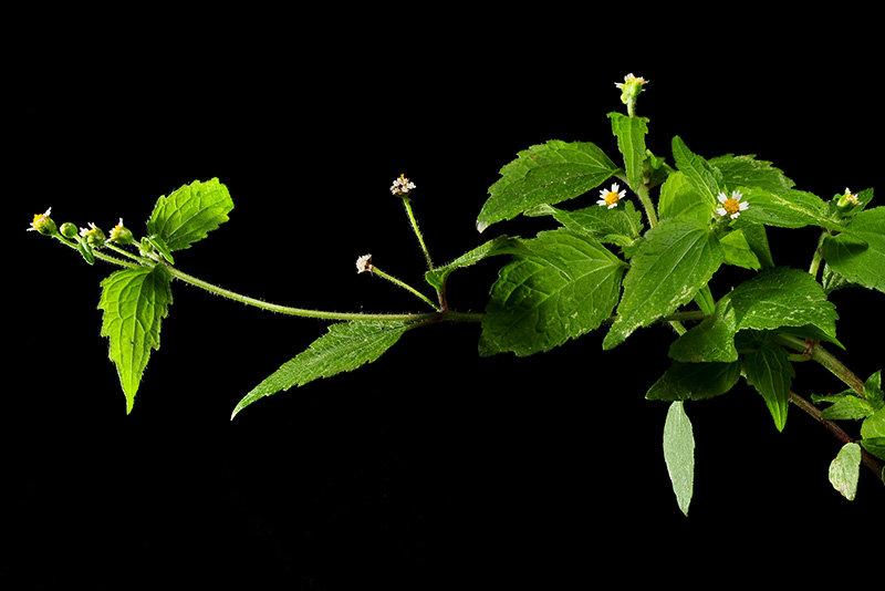 Fringed Quickweed