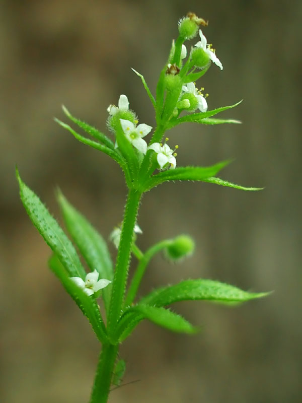 Catchweed Bedstraw