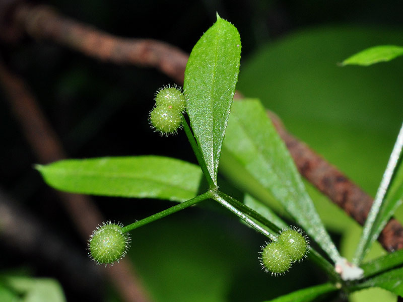 Catchweed Bedstraw