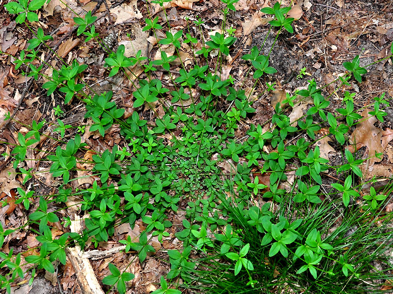 Galium circaezans var. circaezans