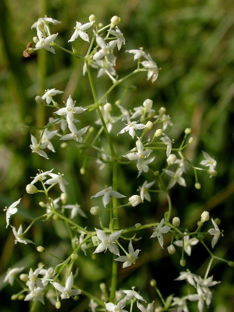 Madder Bedstraw