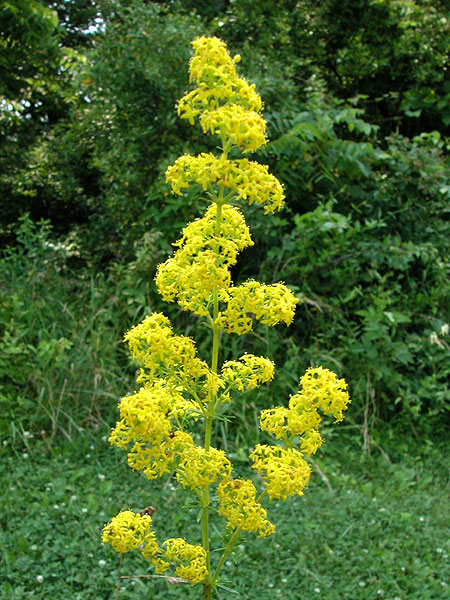 Galium verum