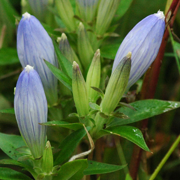 Gentiana andrewsii var. andrewsii