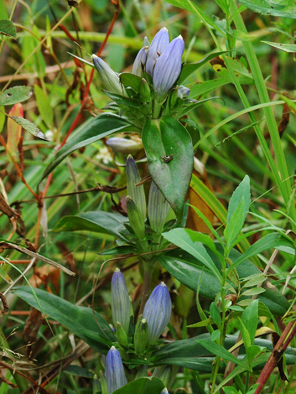 Gentiana andrewsii var. andrewsii