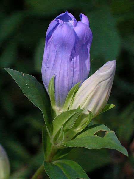 Elliott's Gentian