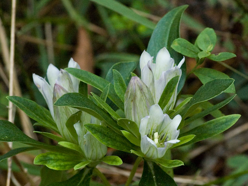 <i>Gentiana villosa</i>