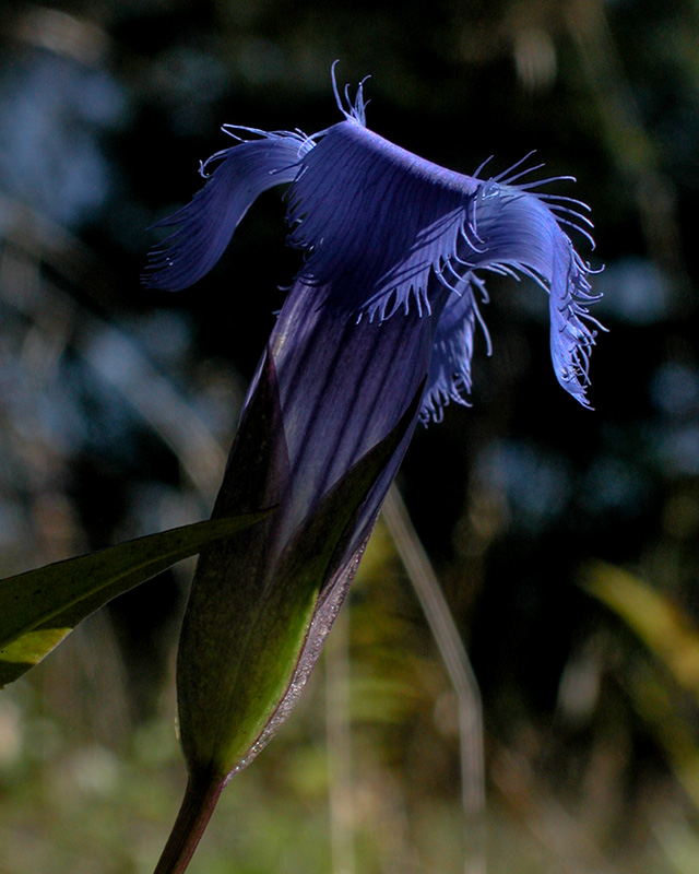 Gentianopsis crinita