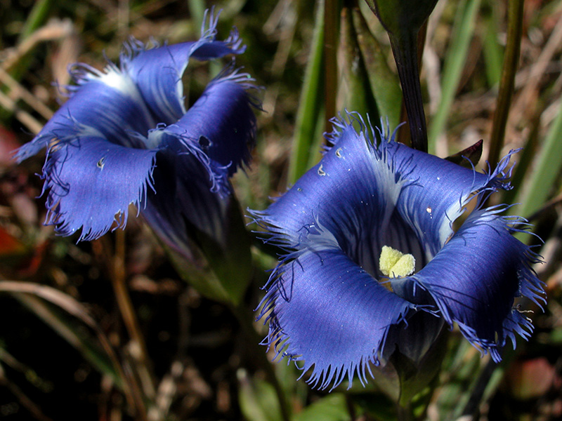 Fringed Gentian