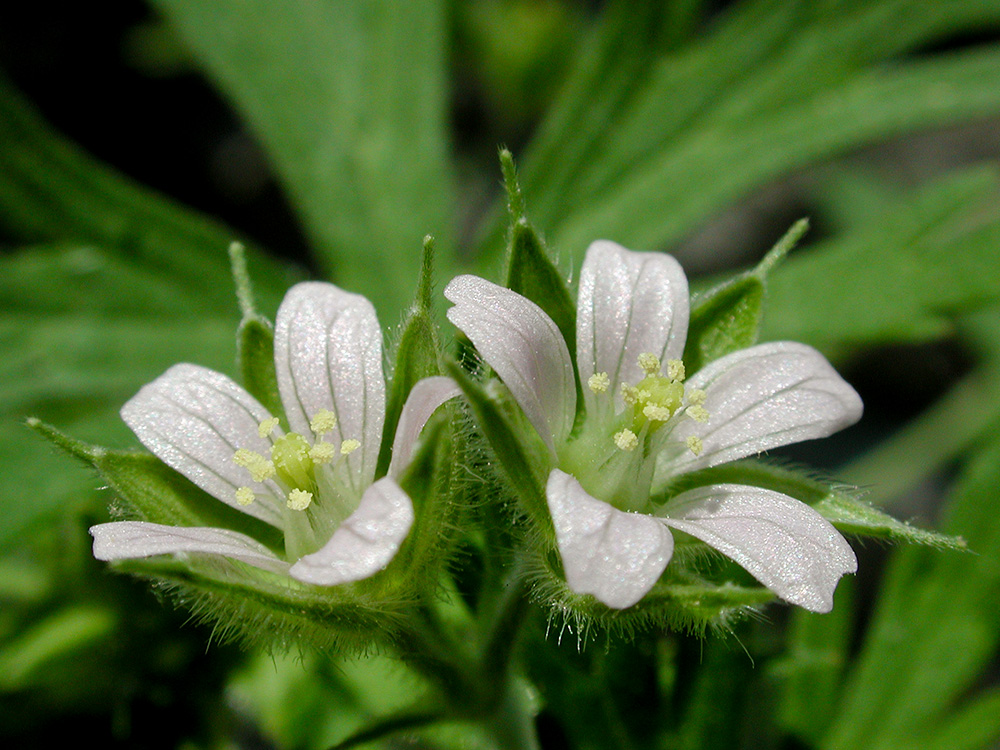 Carolina Crane's-bill