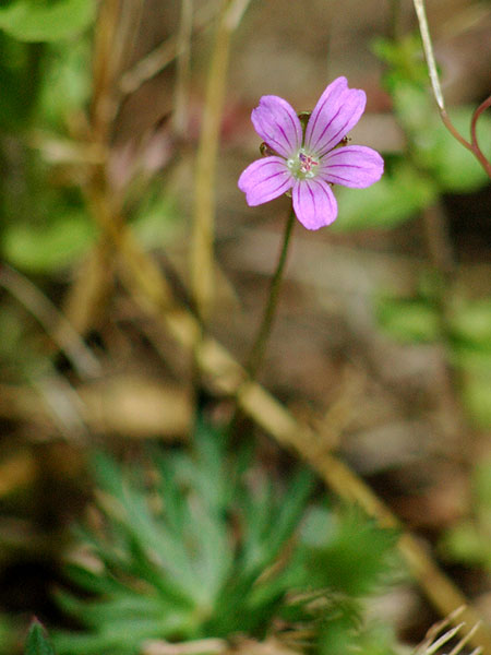 Geranium columbinum