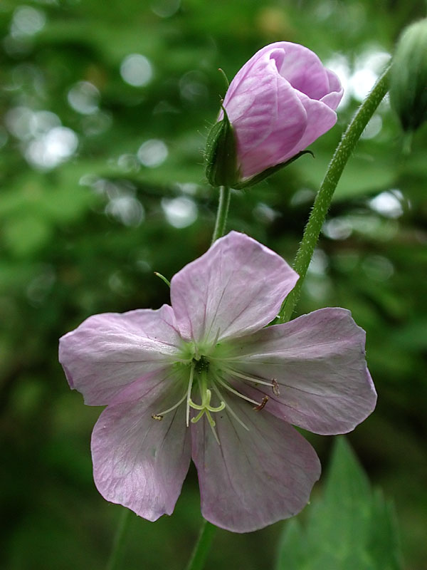 Geranium maculatum