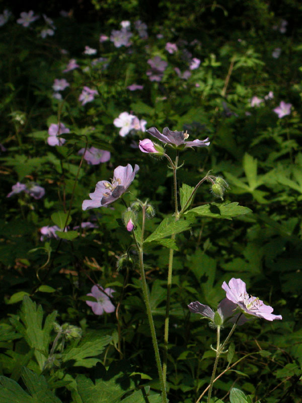 Geranium maculatum