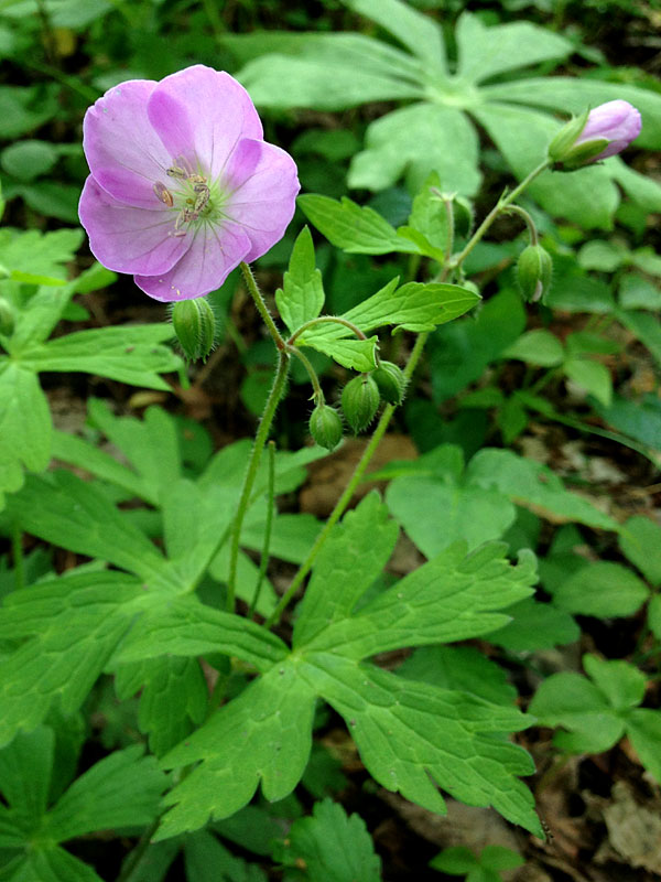 Wild Geranium