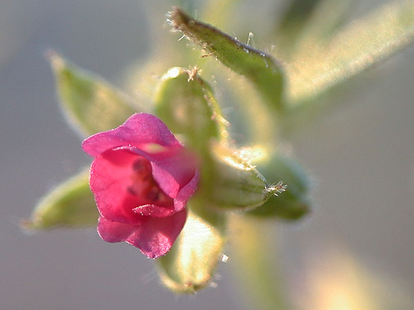 Geranium pusillum