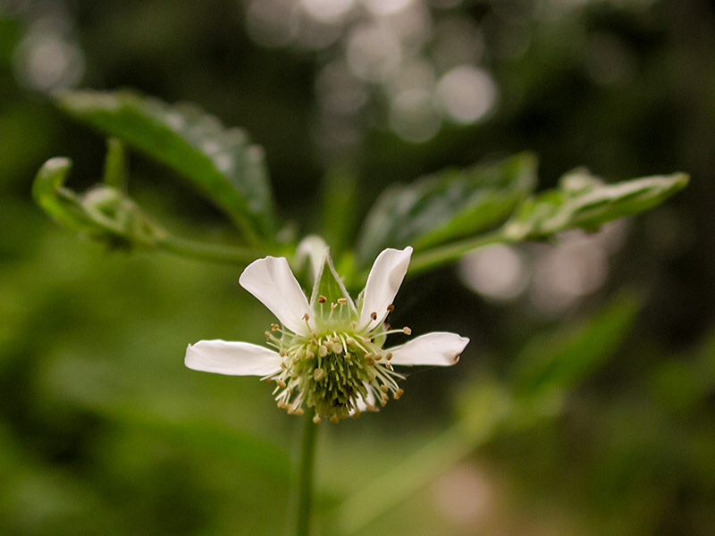 White Avens