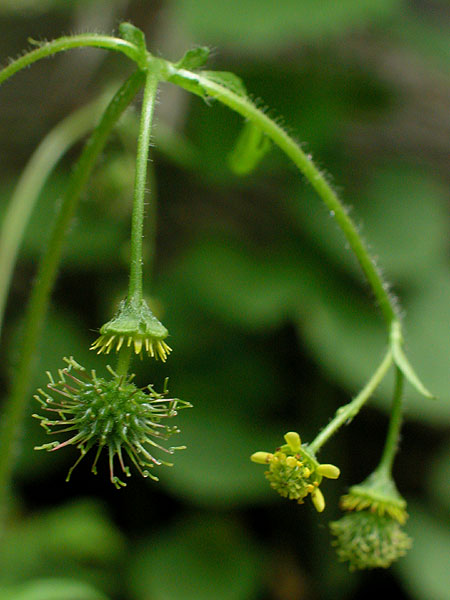 Spring Avens