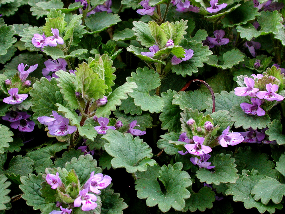 Glechoma hederacea