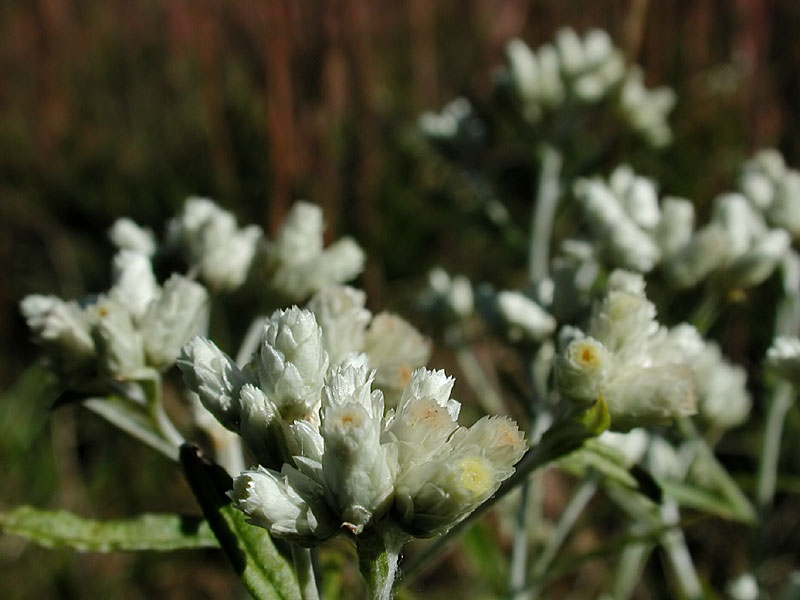 Fragrant Cudweed