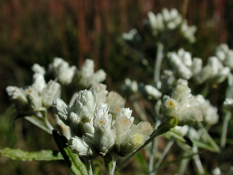 Pseudognaphalium obtusifolium