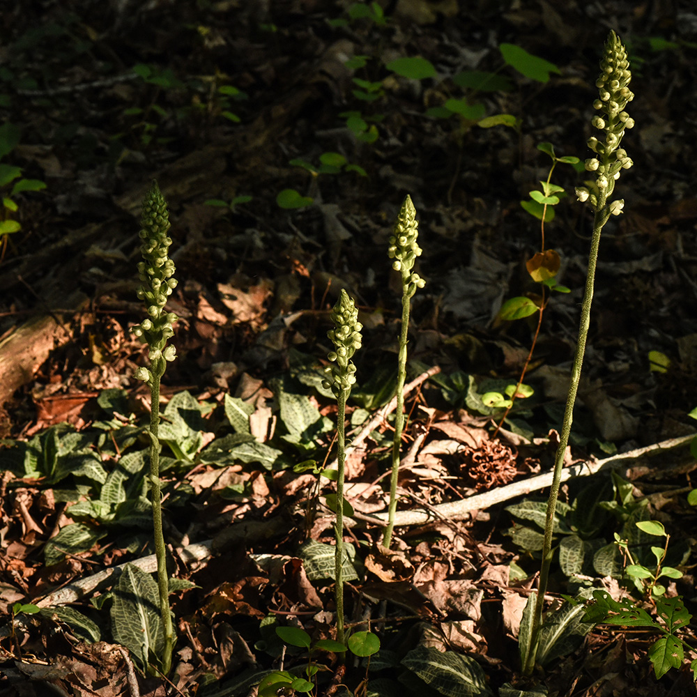 Goodyera pubescens